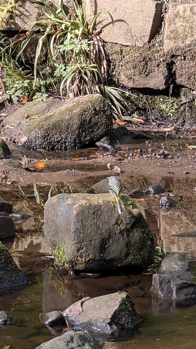 Gray Wagtail - ML643287000