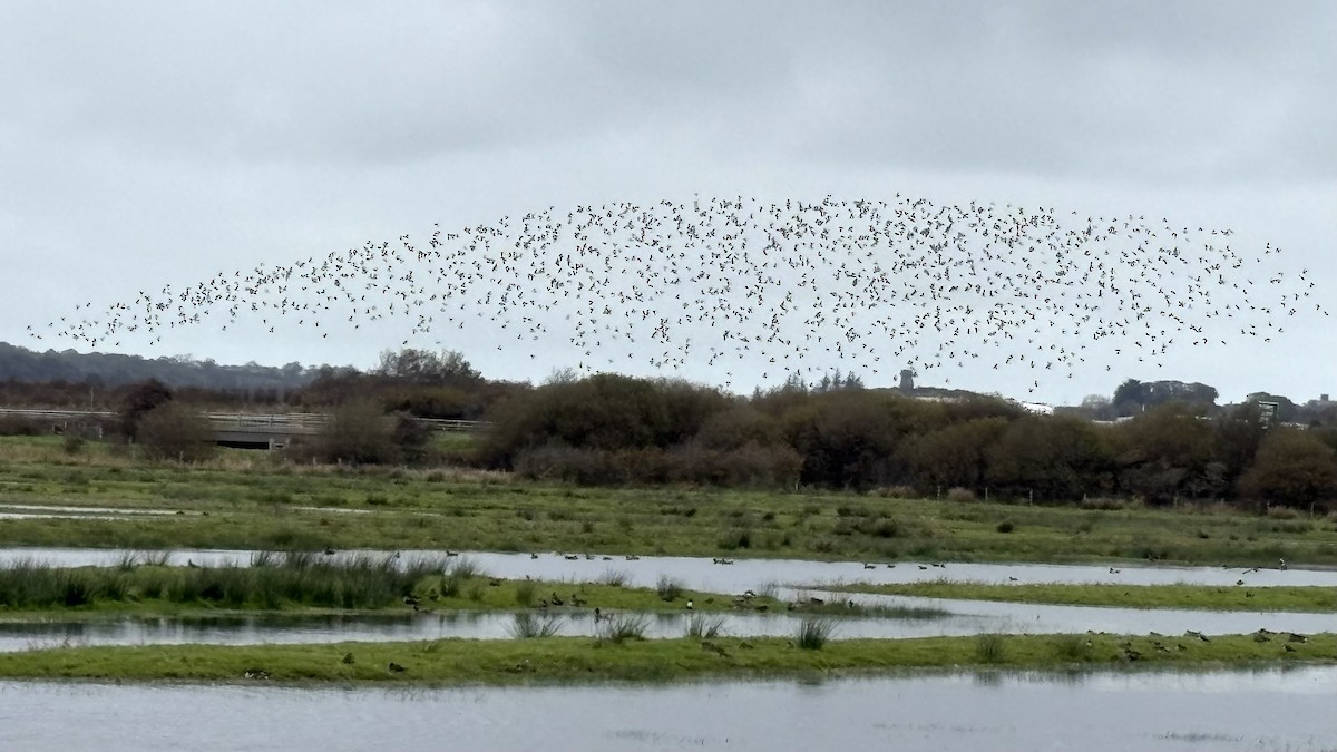European Golden-Plover - ML643287018
