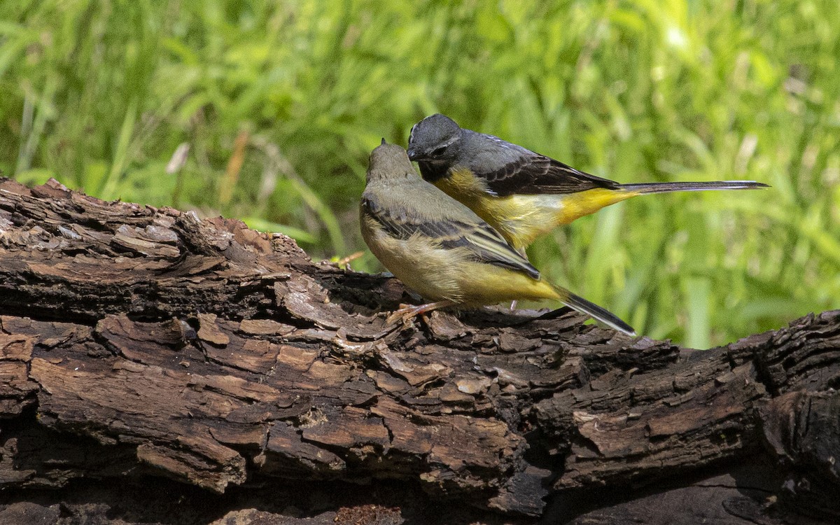 Gray Wagtail - ML643287021
