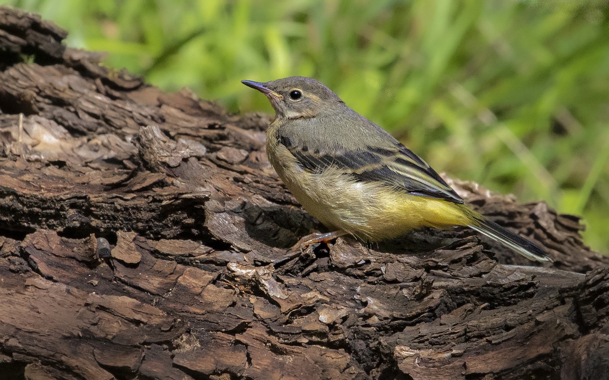 Gray Wagtail - ML643287028
