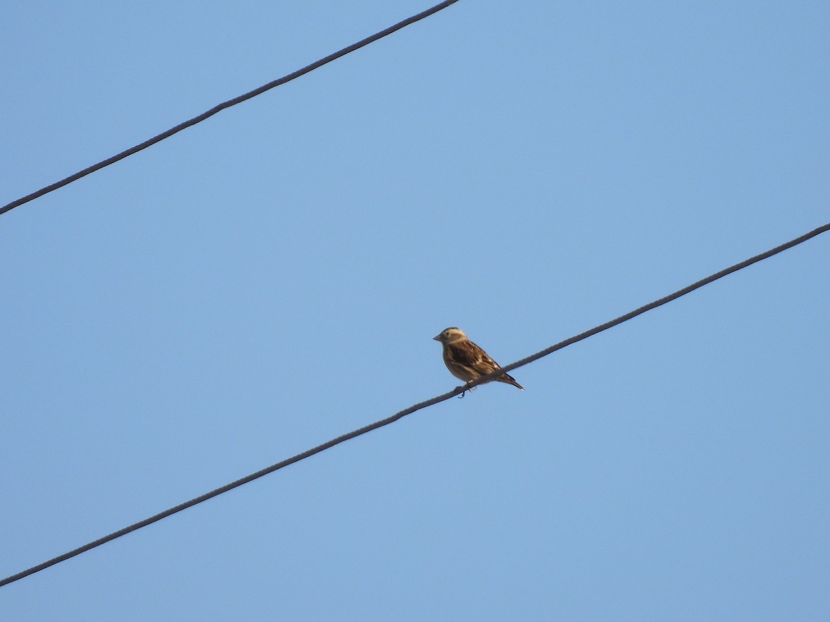 Rock Sparrow - ML643287033