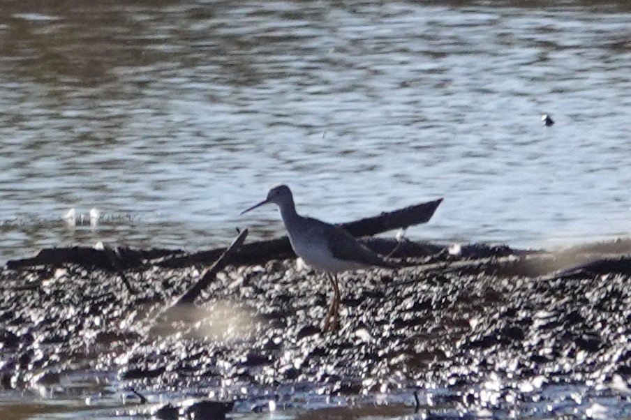 Greater Yellowlegs - ML643287050