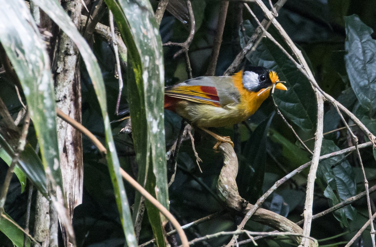 Silver-eared Mesia - ML643287060