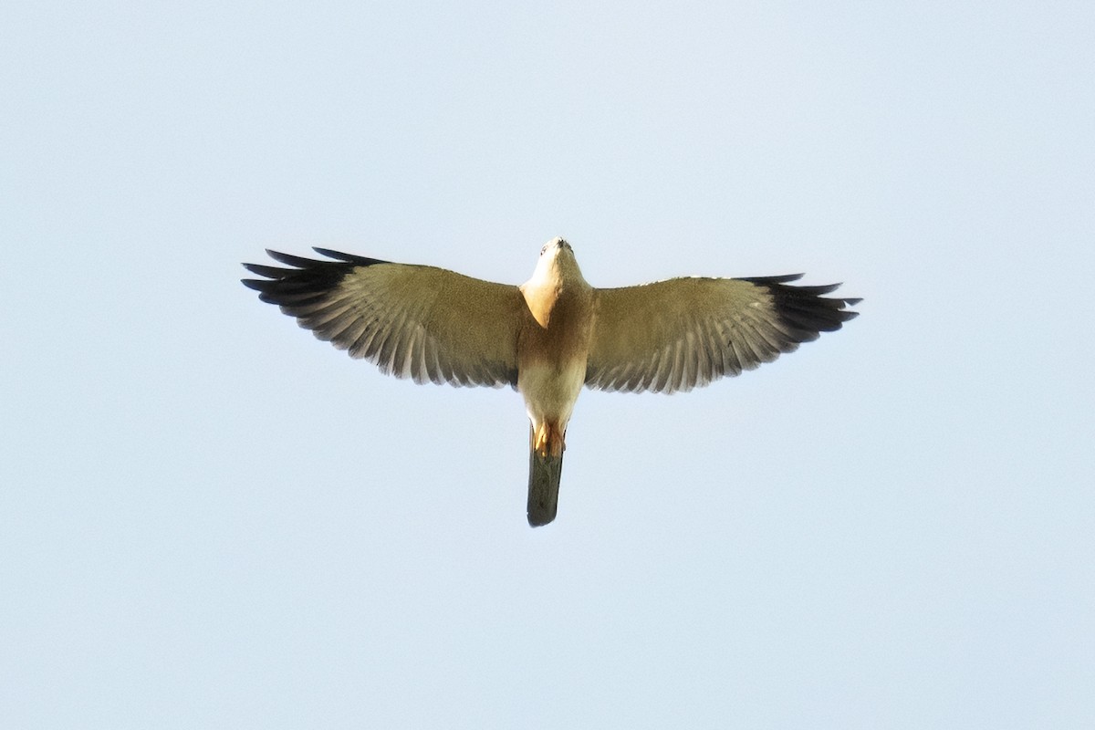 Chinese Sparrowhawk - ML643287061