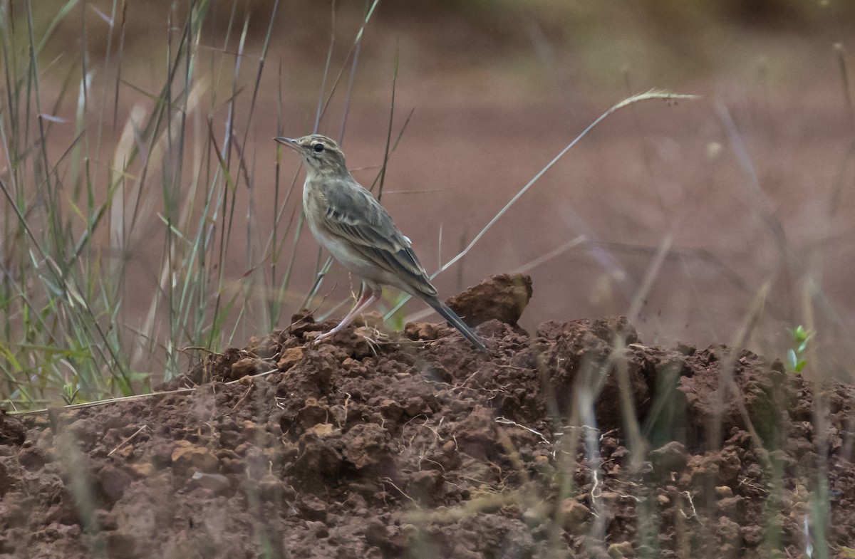 Paddyfield Pipit - ML643287096