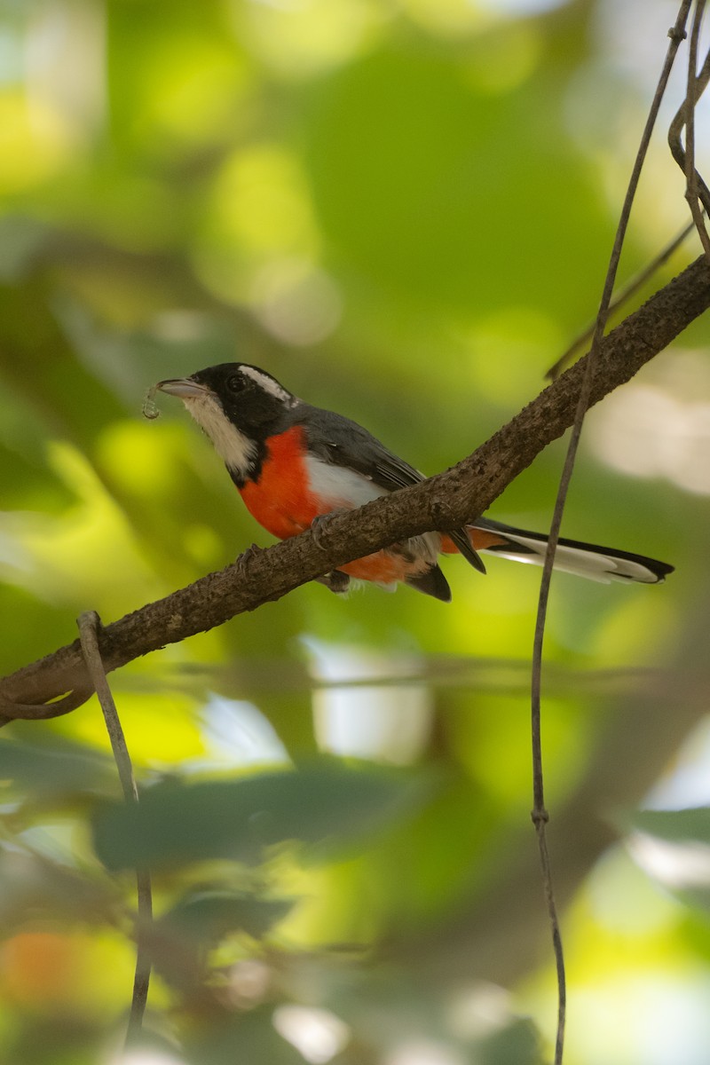 Red-breasted Chat - ML643287106