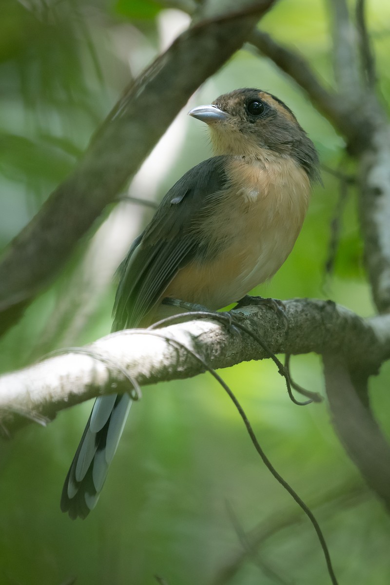 Red-breasted Chat - ML643287107