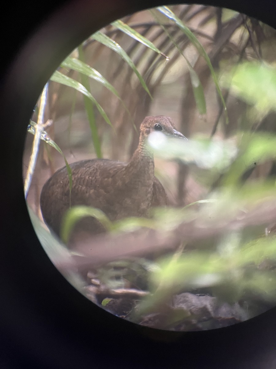 Great Tinamou - ML643287113