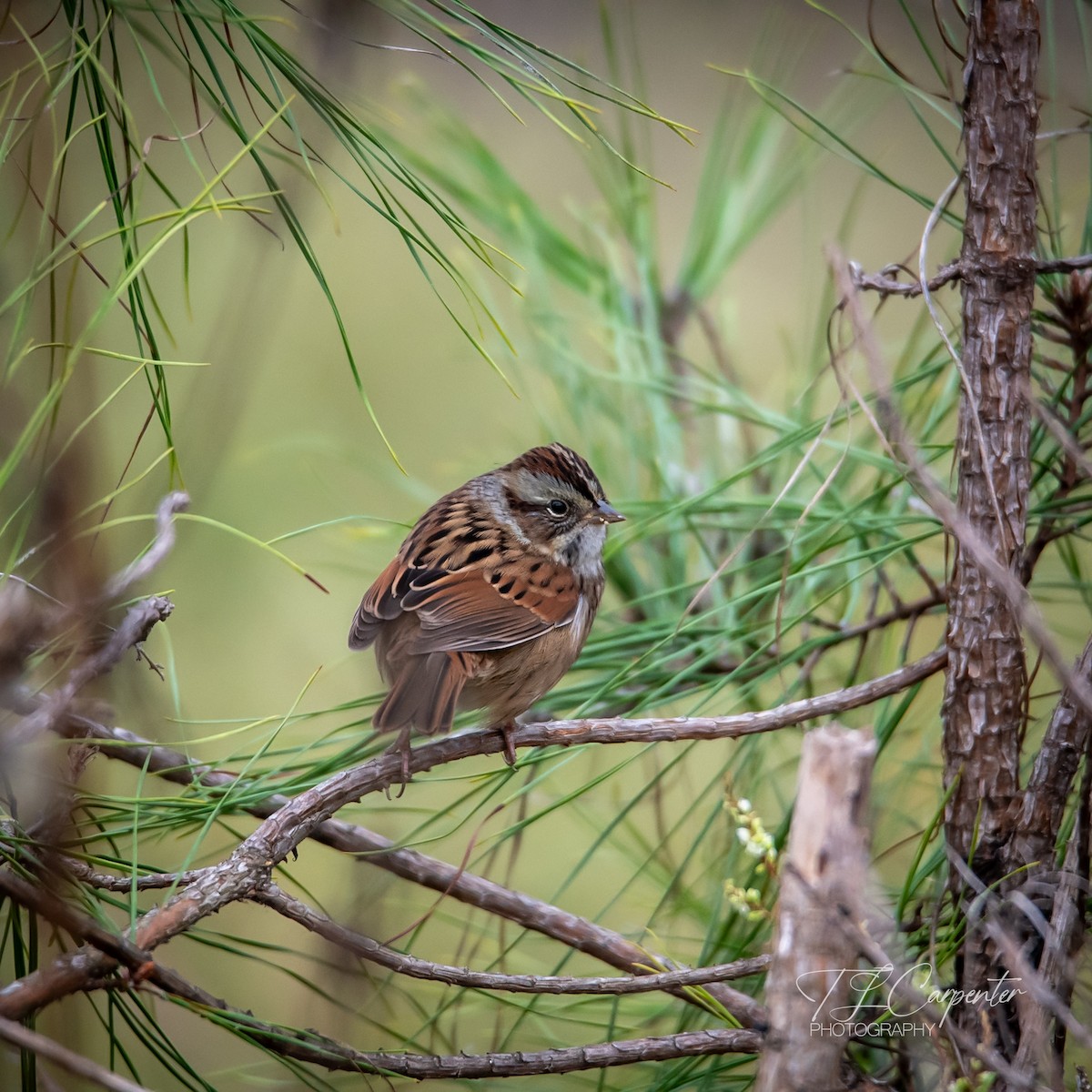Swamp Sparrow - ML643287126