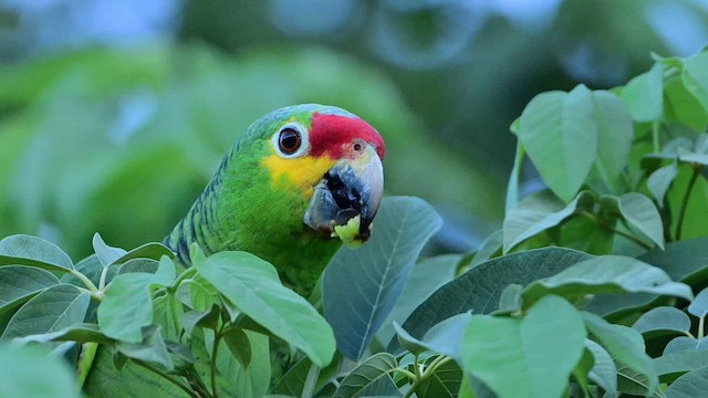 Red-lored Amazon - ML643287127