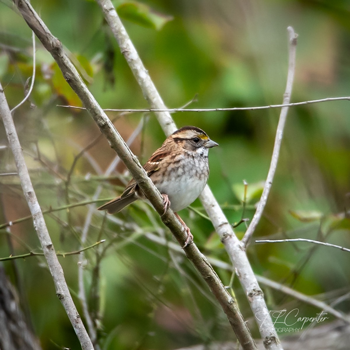 White-throated Sparrow - ML643287129