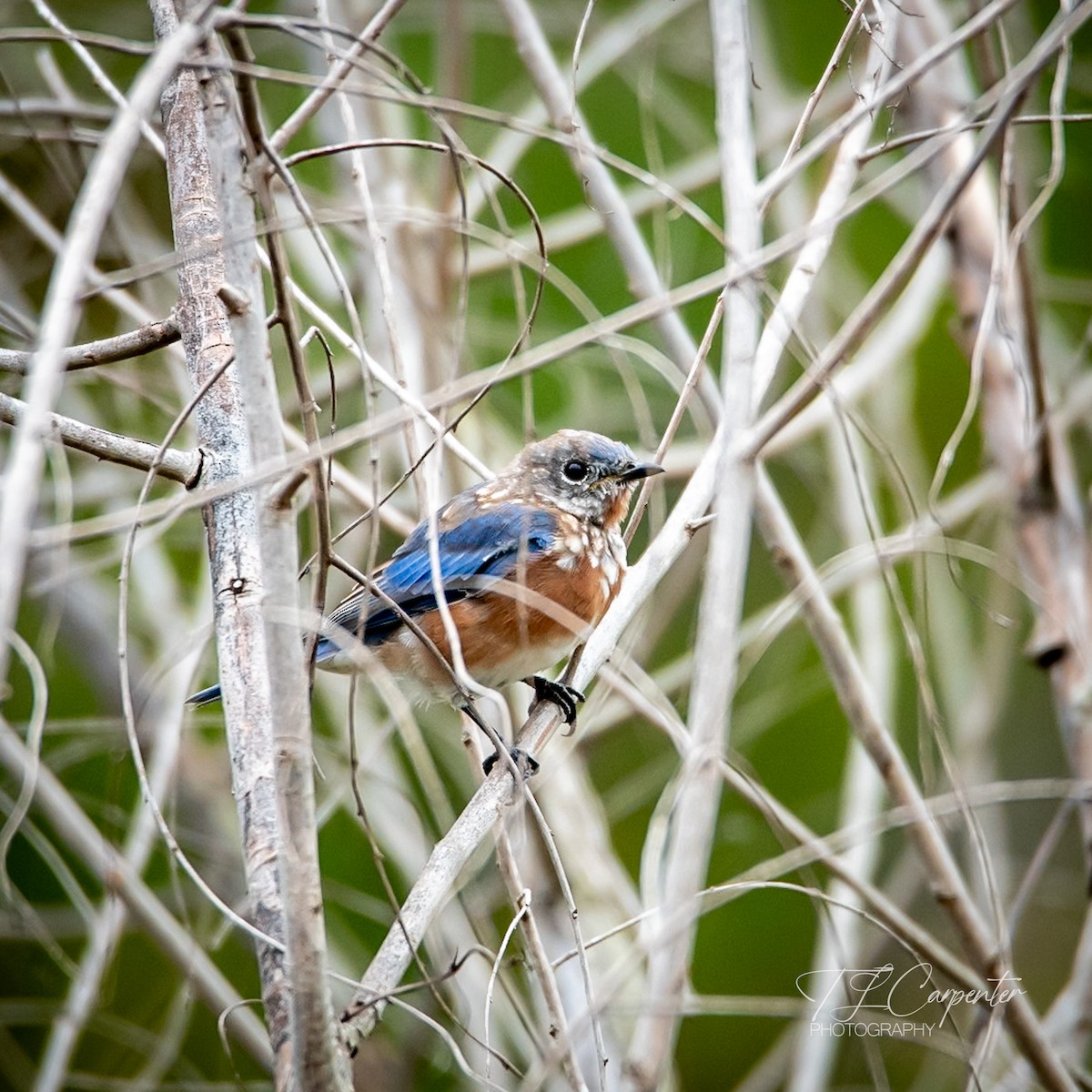 Eastern Bluebird - ML643287137