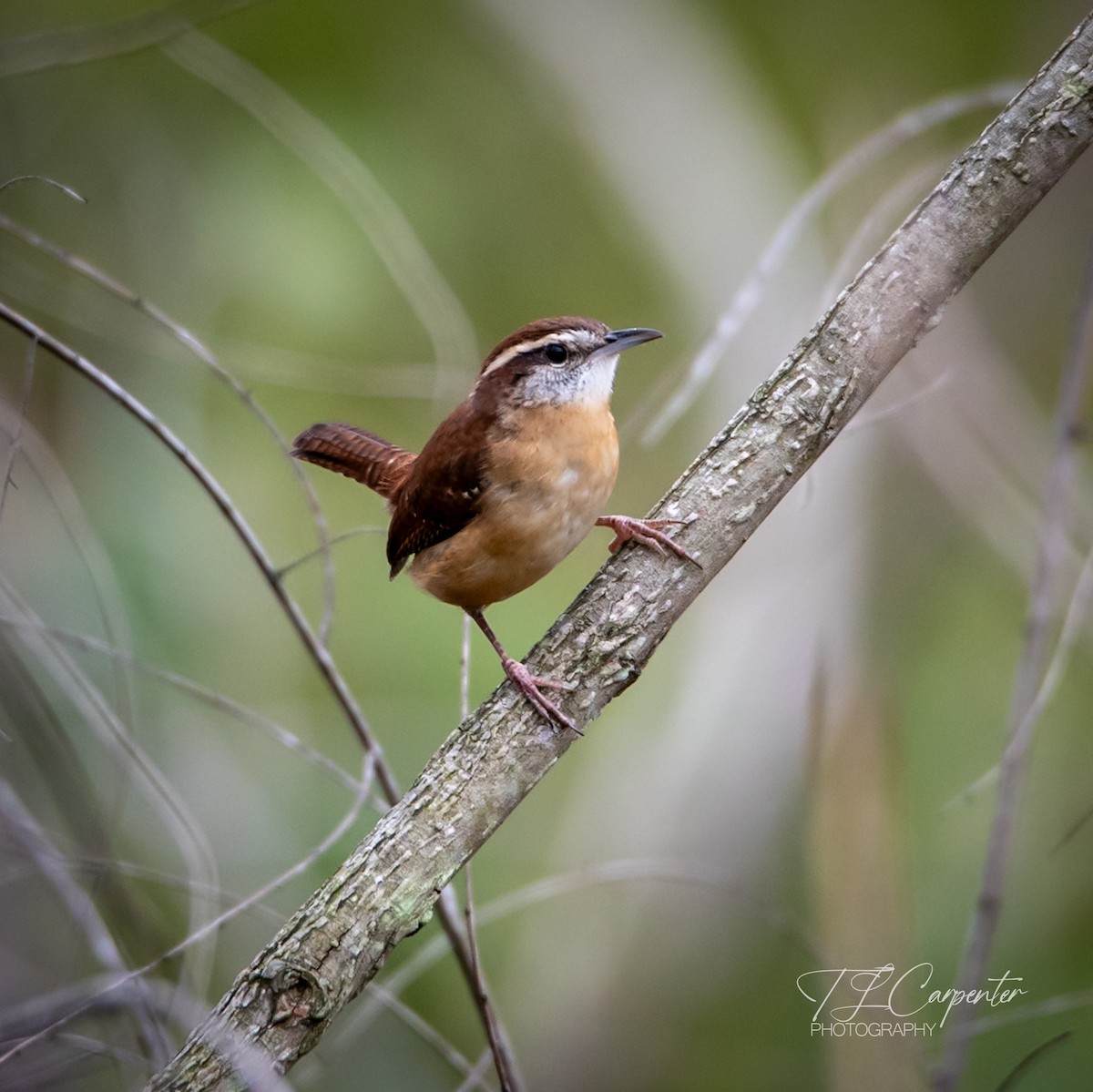 Carolina Wren - ML643287158