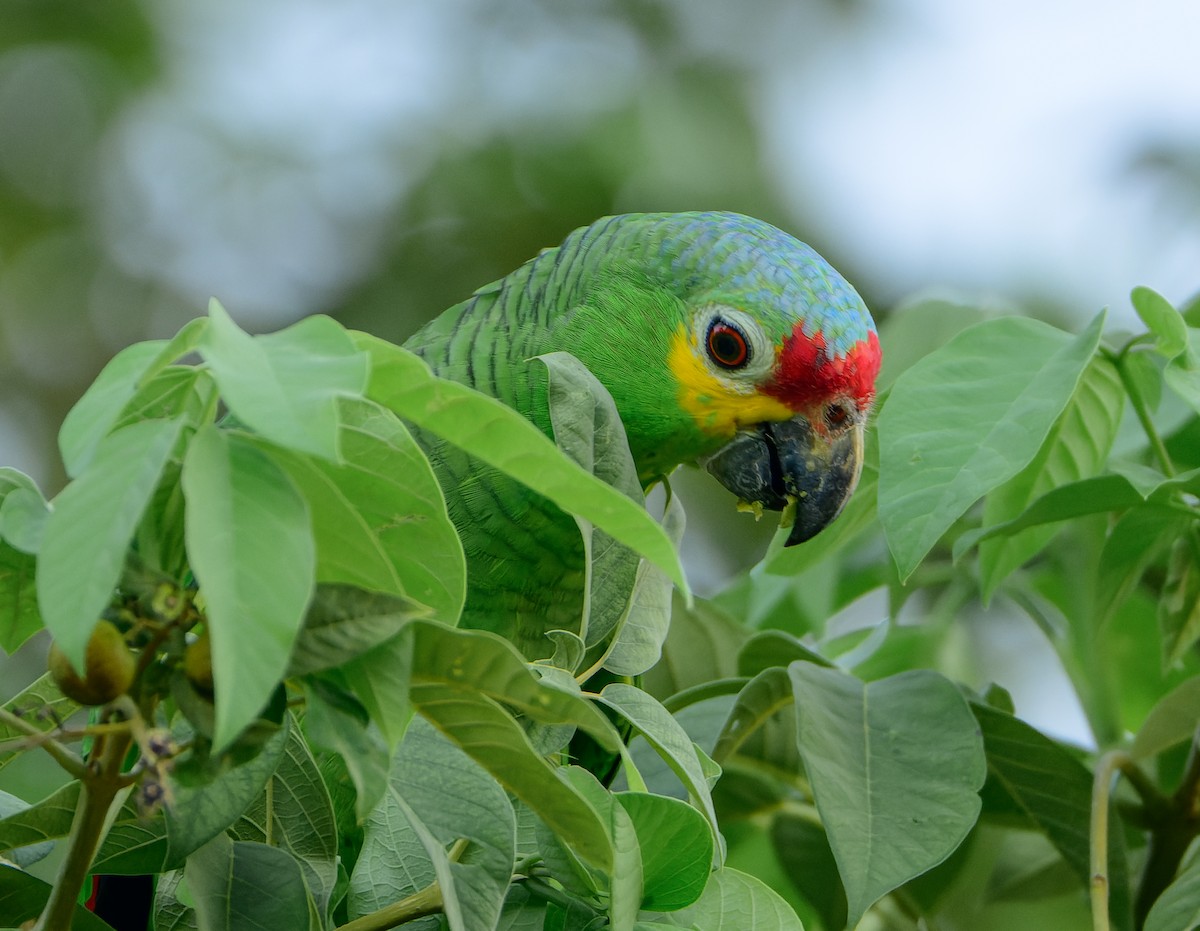 Red-lored Amazon - ML643287160