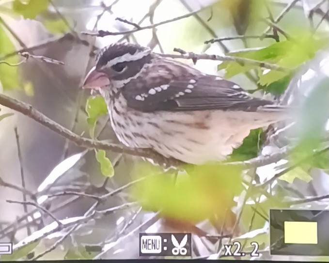 Rose-breasted Grosbeak - ML643287176
