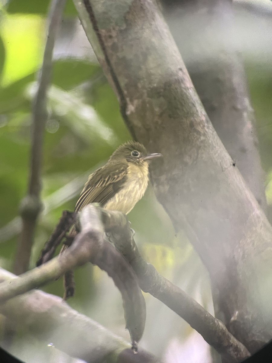 Western Olivaceous Flatbill - ML643287194