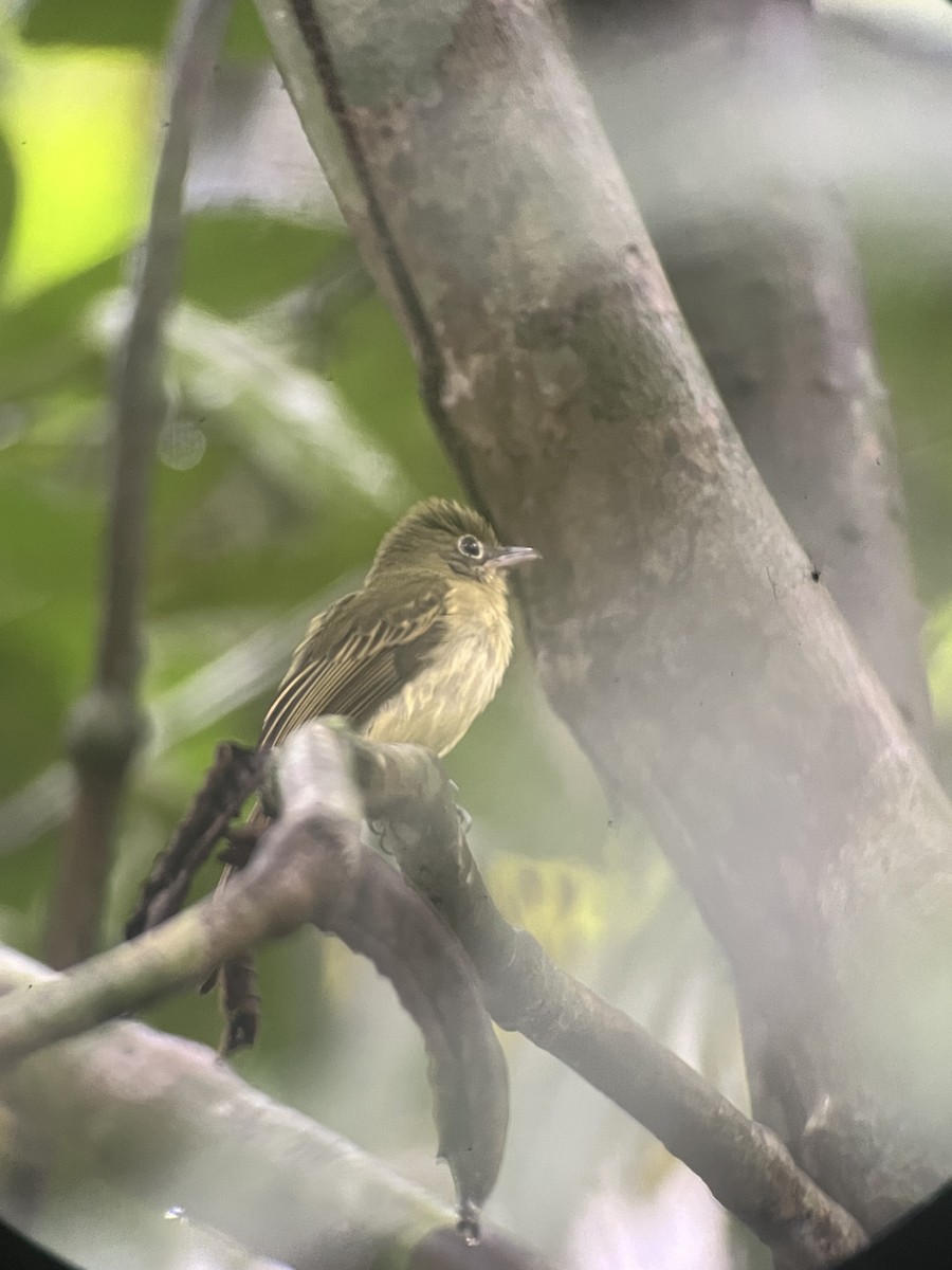 Western Olivaceous Flatbill - ML643287195