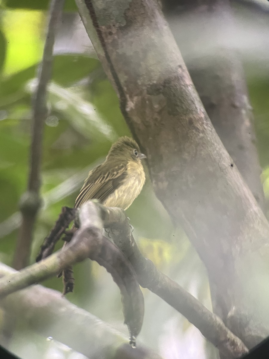 Western Olivaceous Flatbill - ML643287196