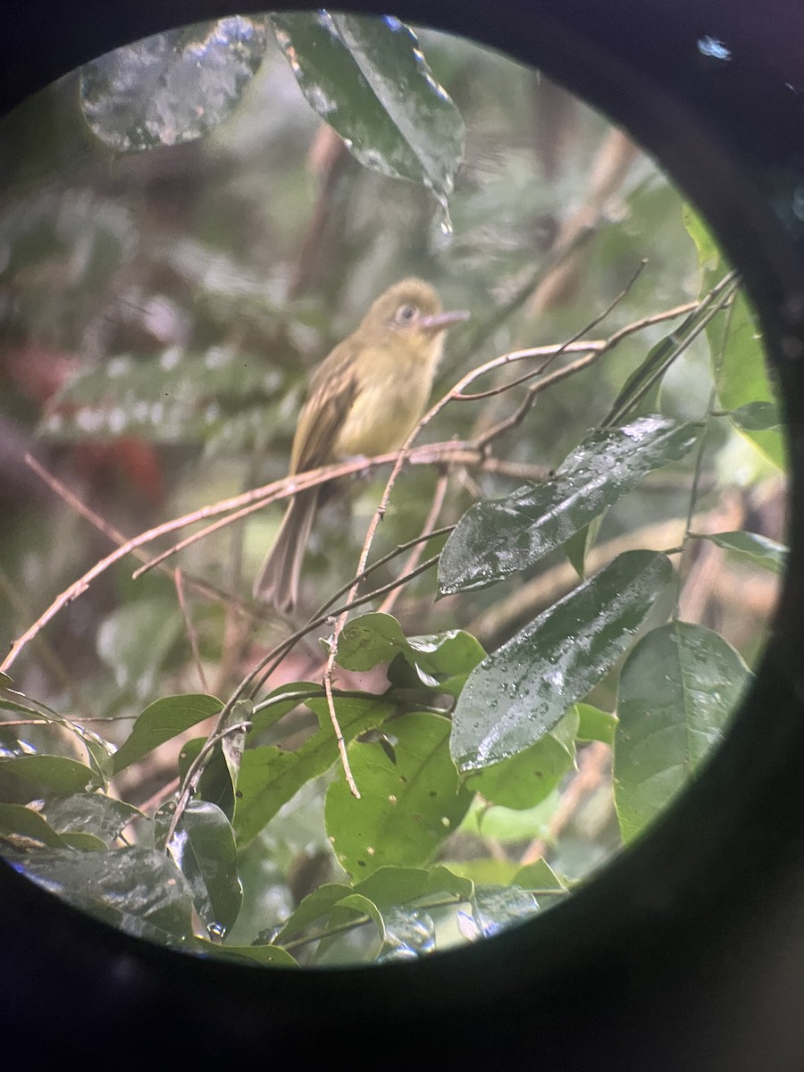 Western Olivaceous Flatbill - ML643287197