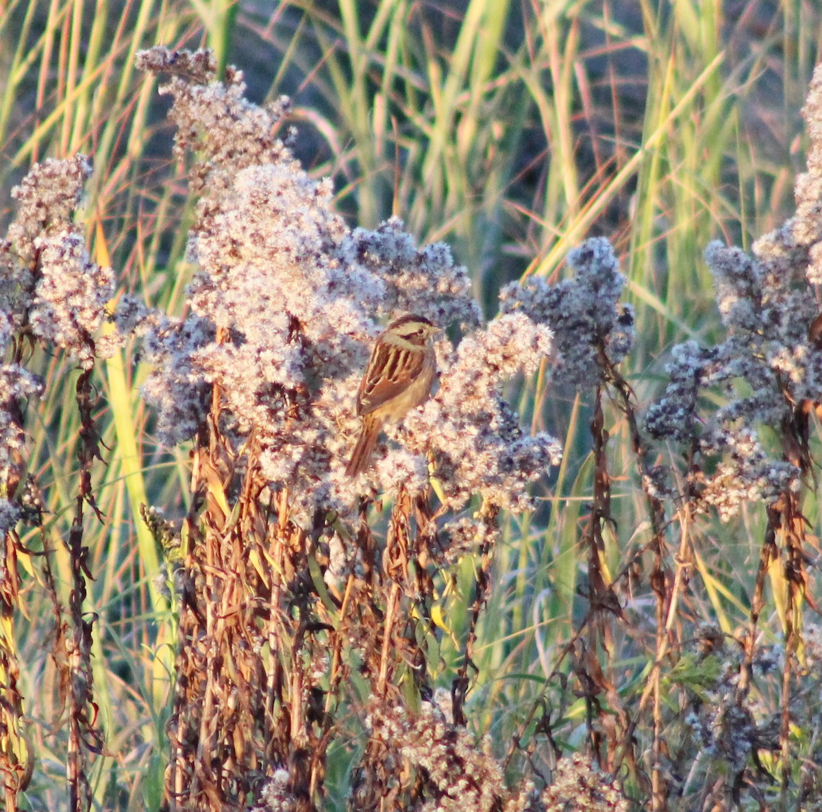 Swamp Sparrow - ML643287201