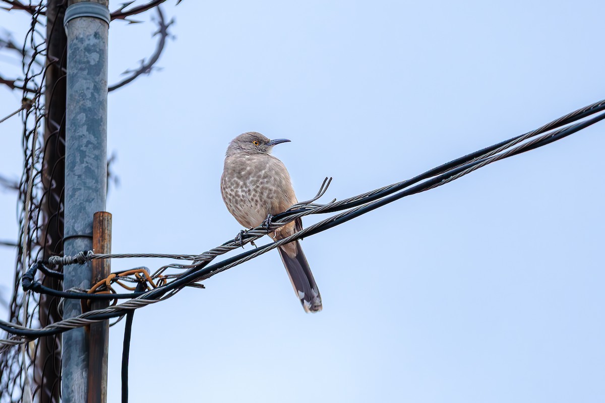 Curve-billed Thrasher - ML643287213