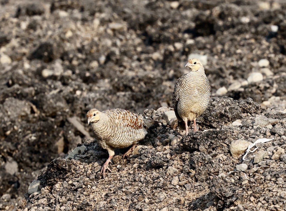 frankolín křepelčí - ML643287227