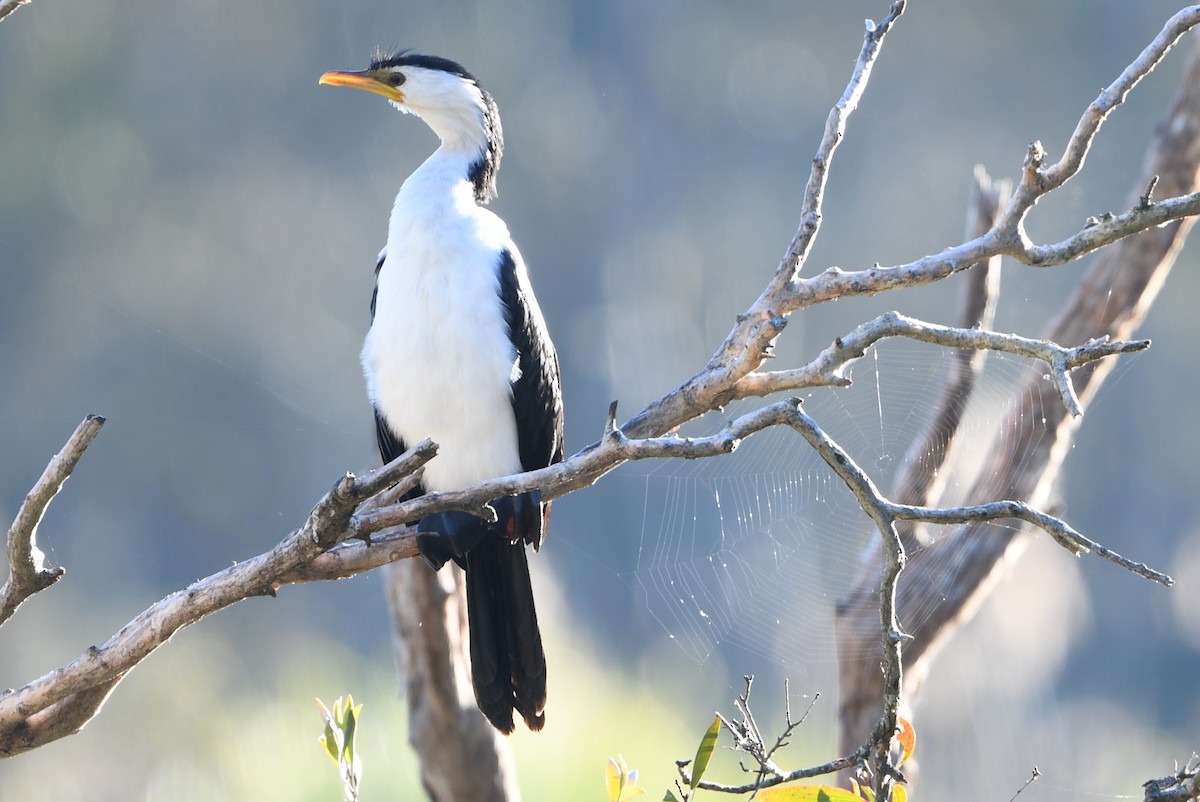Little Pied Cormorant - ML643287228