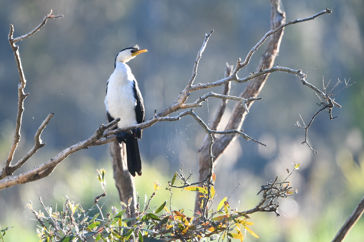 Little Pied Cormorant - ML643287240