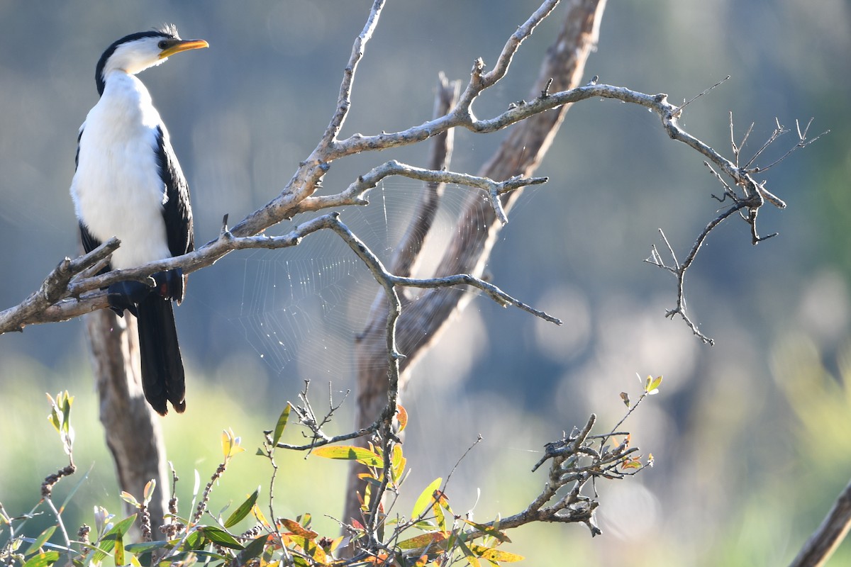 Little Pied Cormorant - ML643287242