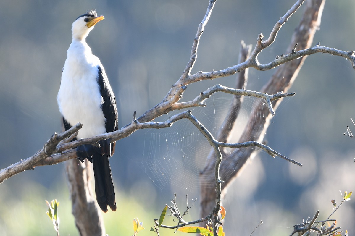 Little Pied Cormorant - ML643287252