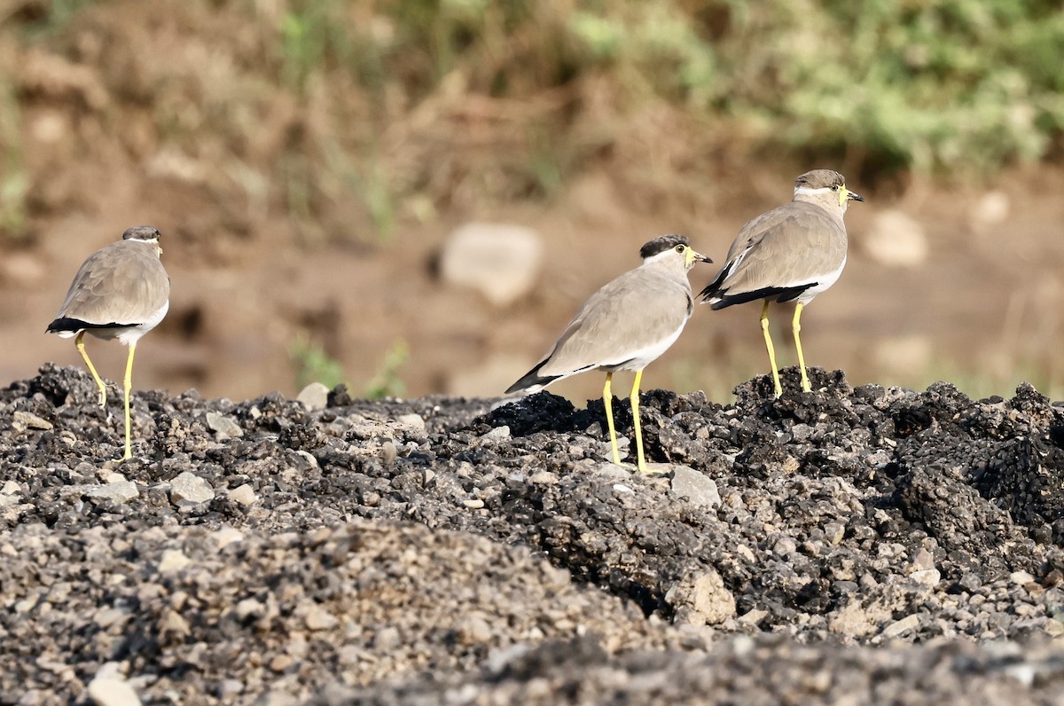 čejka indická - ML643287257