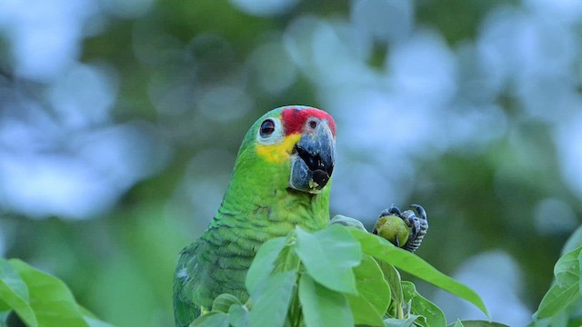 Red-lored Amazon - ML643287258