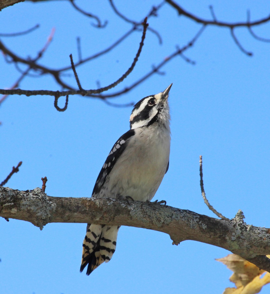 Downy Woodpecker - ML643287264