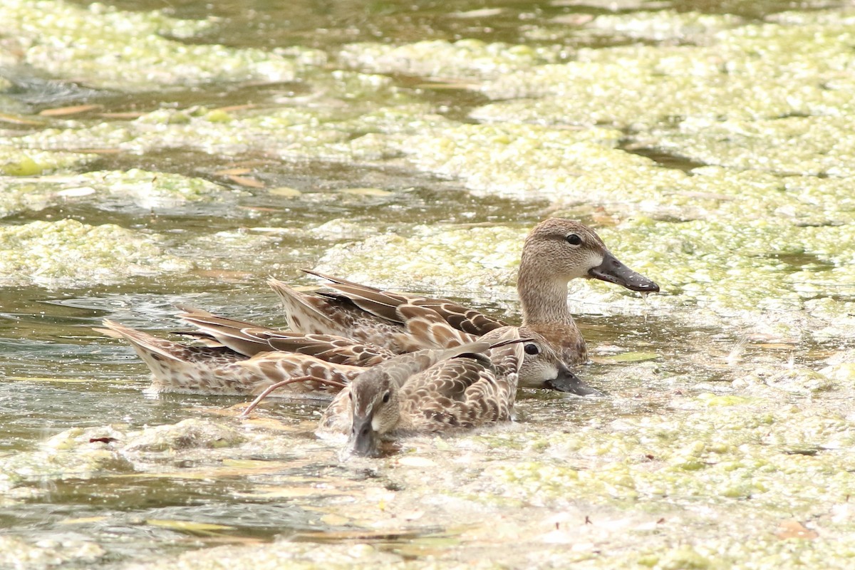 Blue-winged Teal - ML643287306