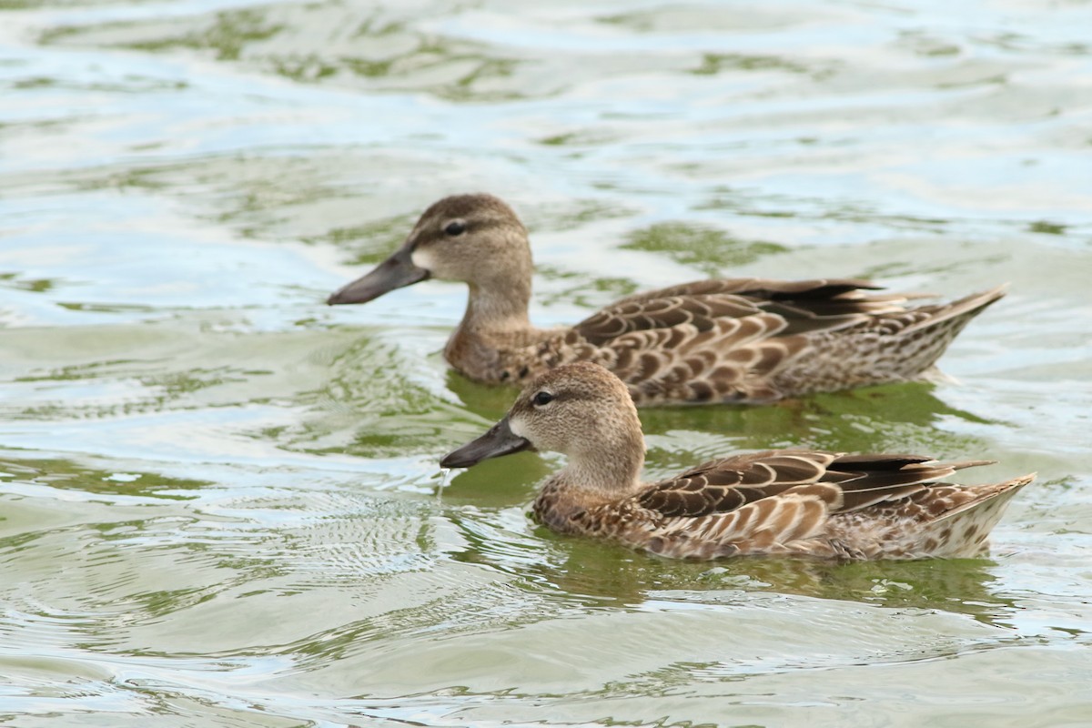 Blue-winged Teal - ML643287307