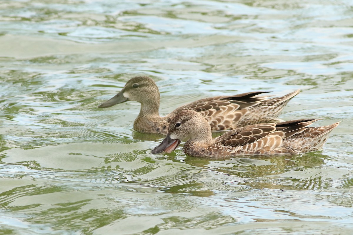 Blue-winged Teal - ML643287308