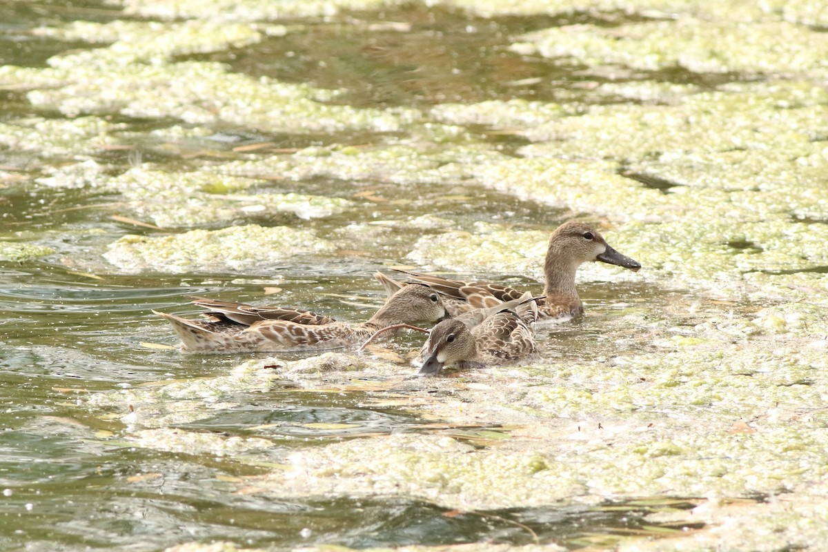 Blue-winged Teal - ML643287309