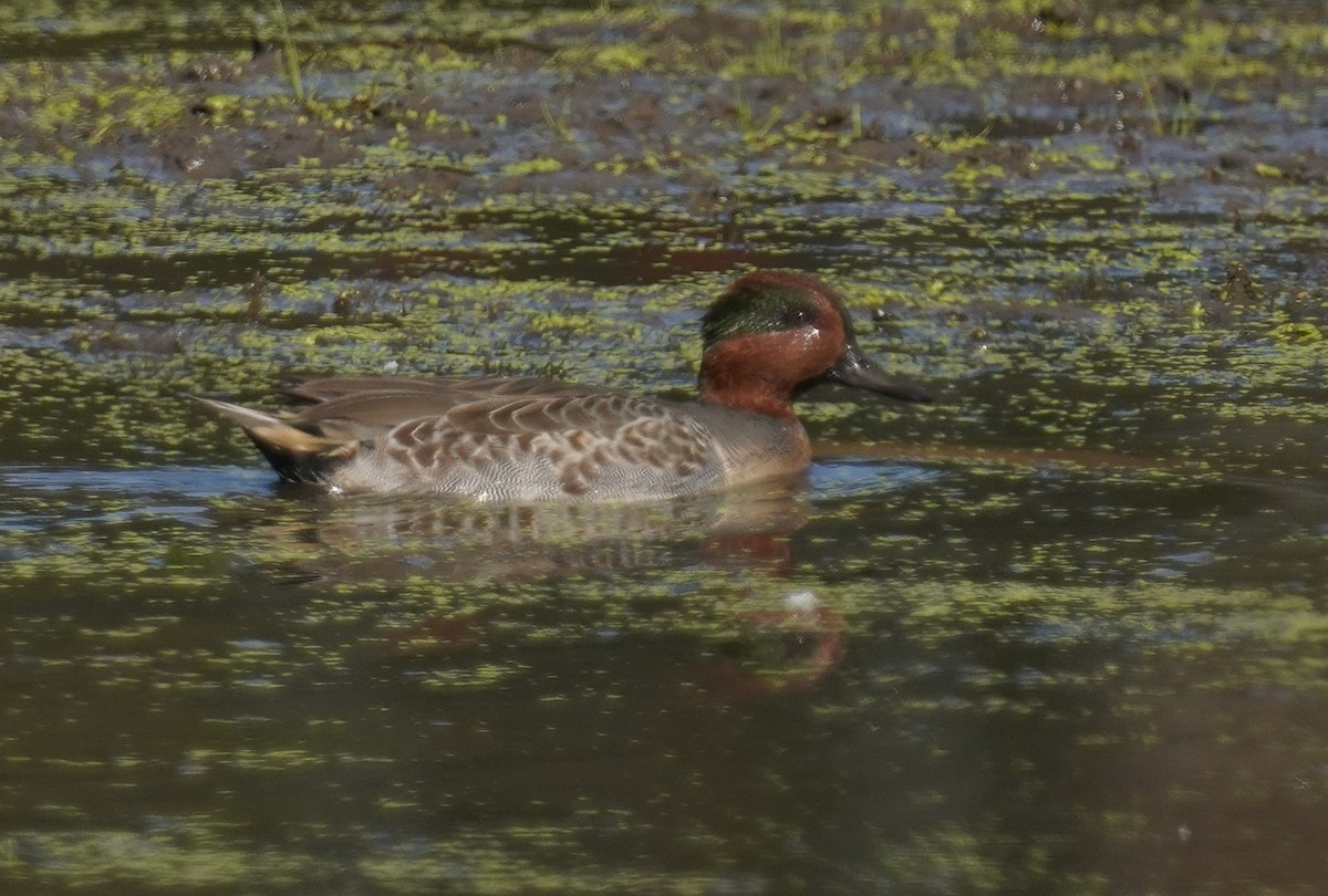 Green-winged Teal - ML643287310