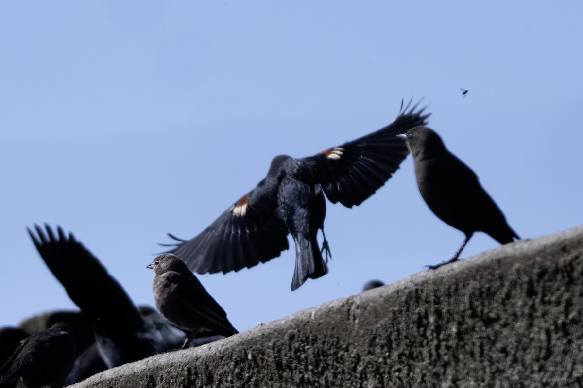 Tricolored Blackbird - ML643287315