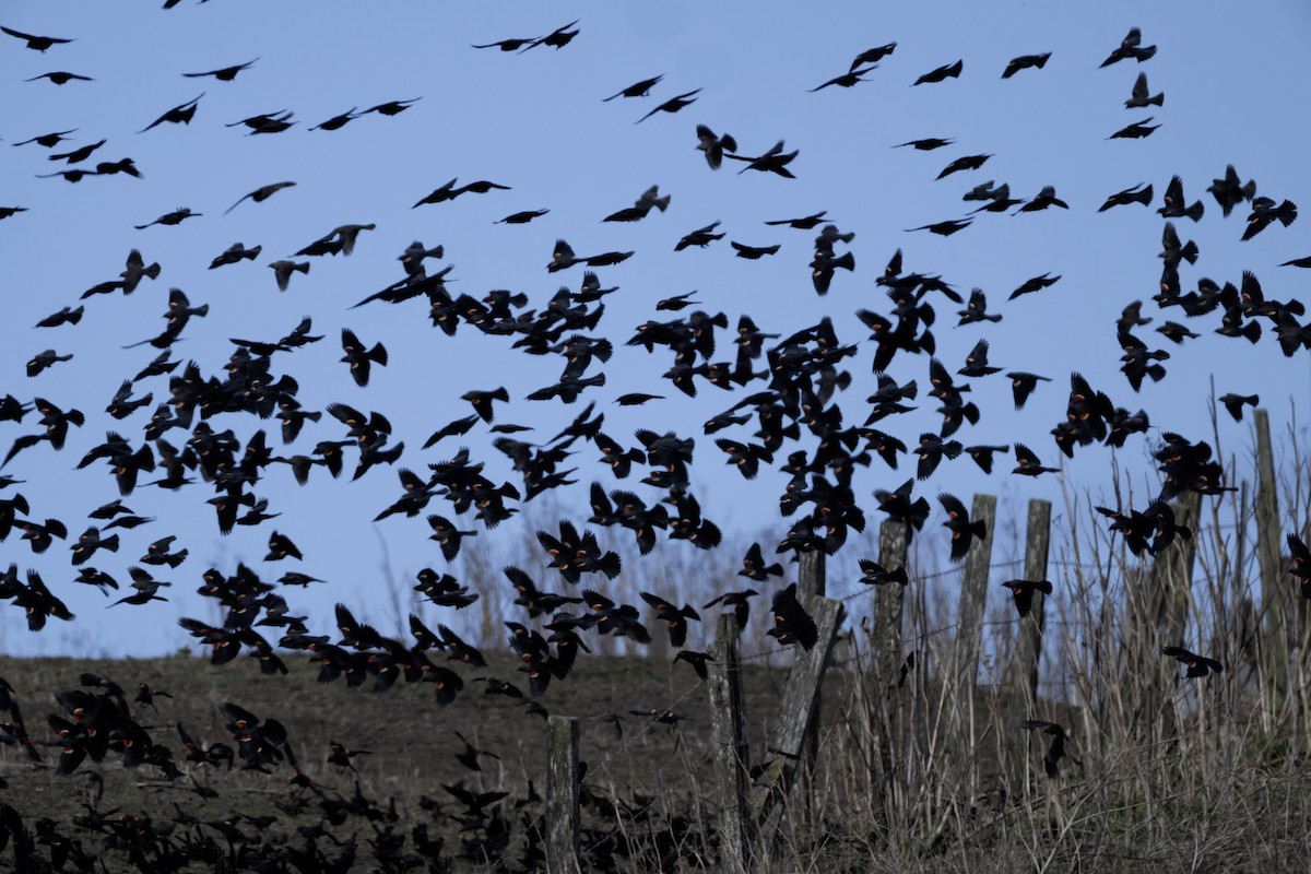 Tricolored Blackbird - ML643287316