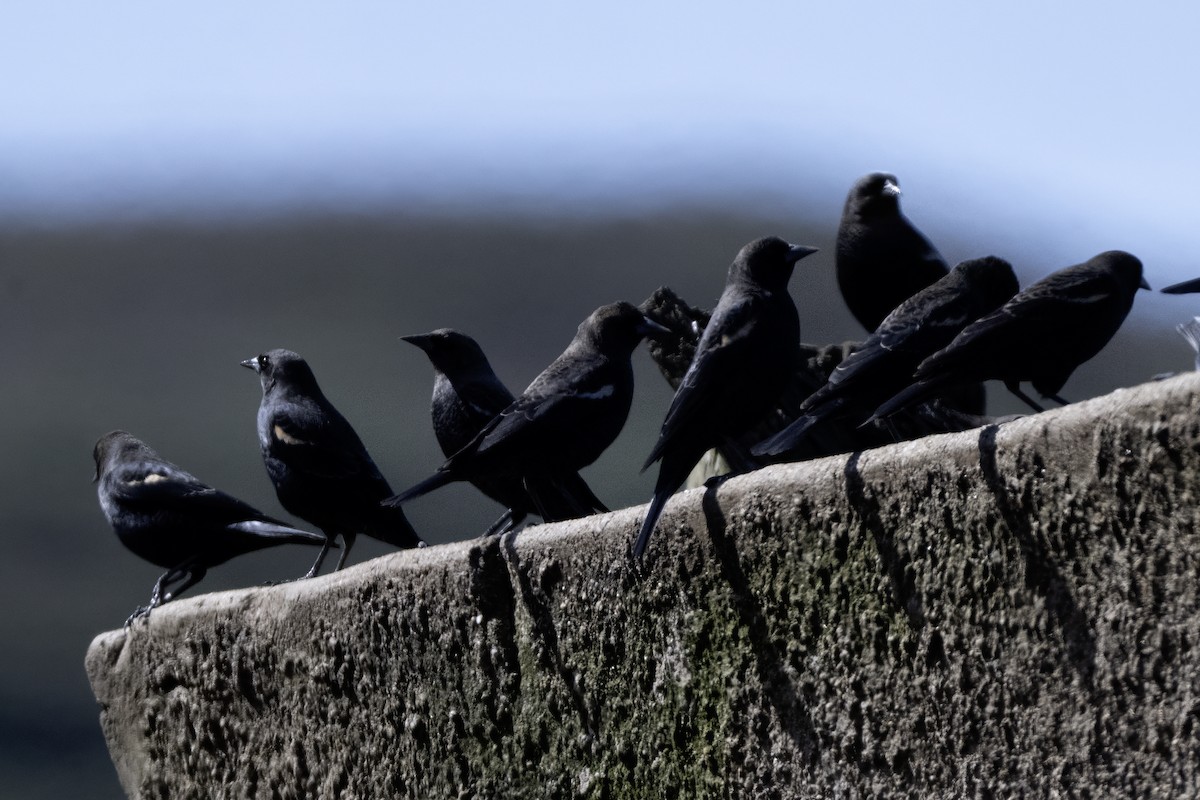 Tricolored Blackbird - ML643287317