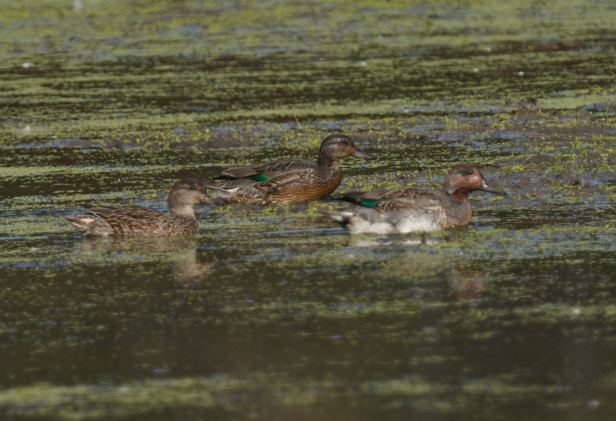 Green-winged Teal - ML643287323