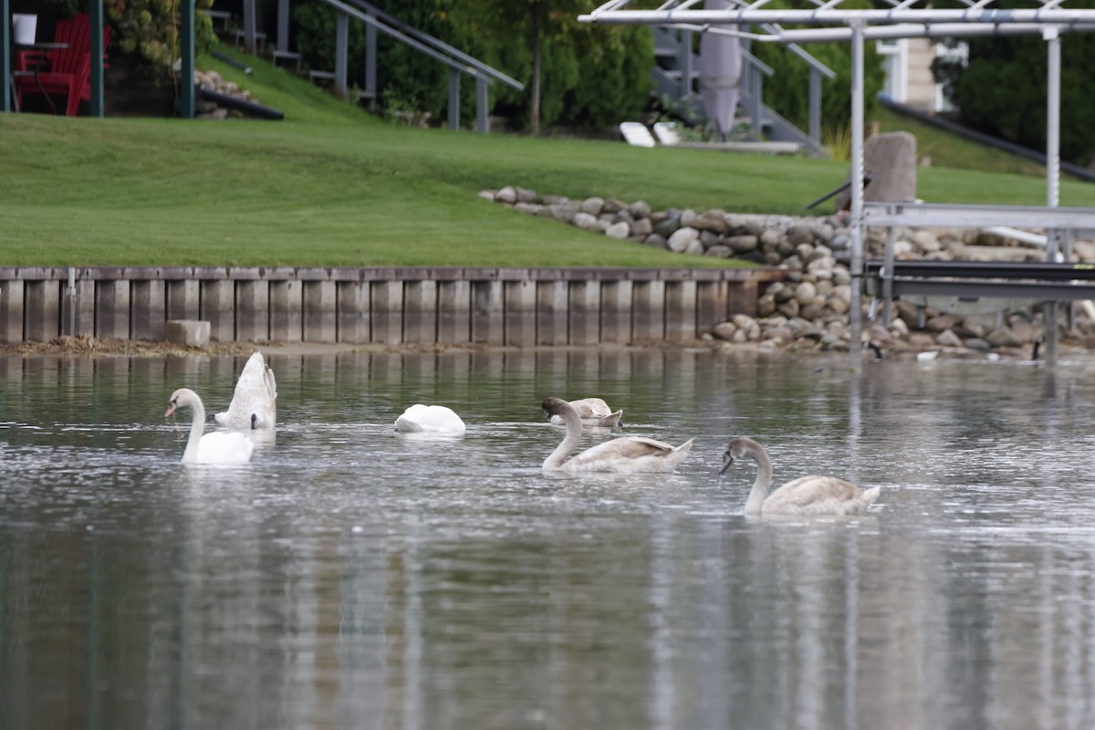Cygne tuberculé - ML643287332