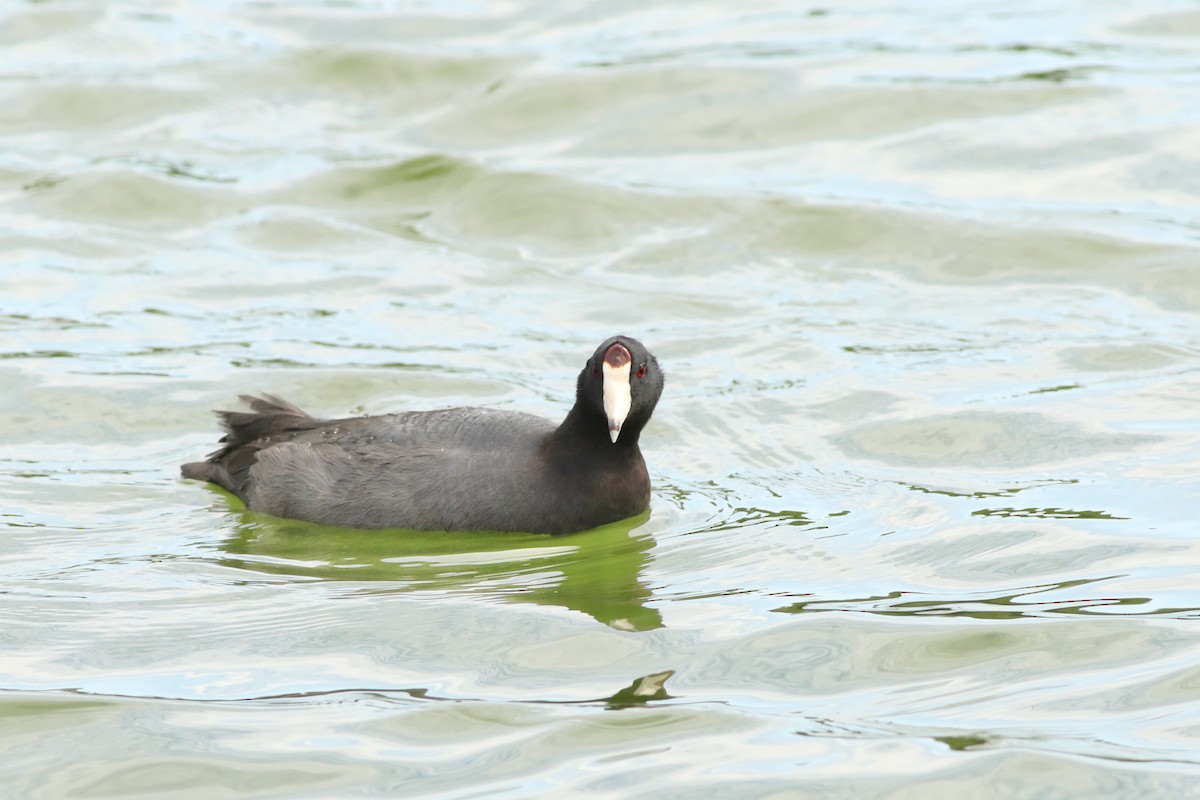 American Coot - ML643287348