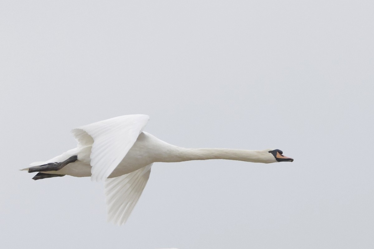 Cygne tuberculé - ML643287371