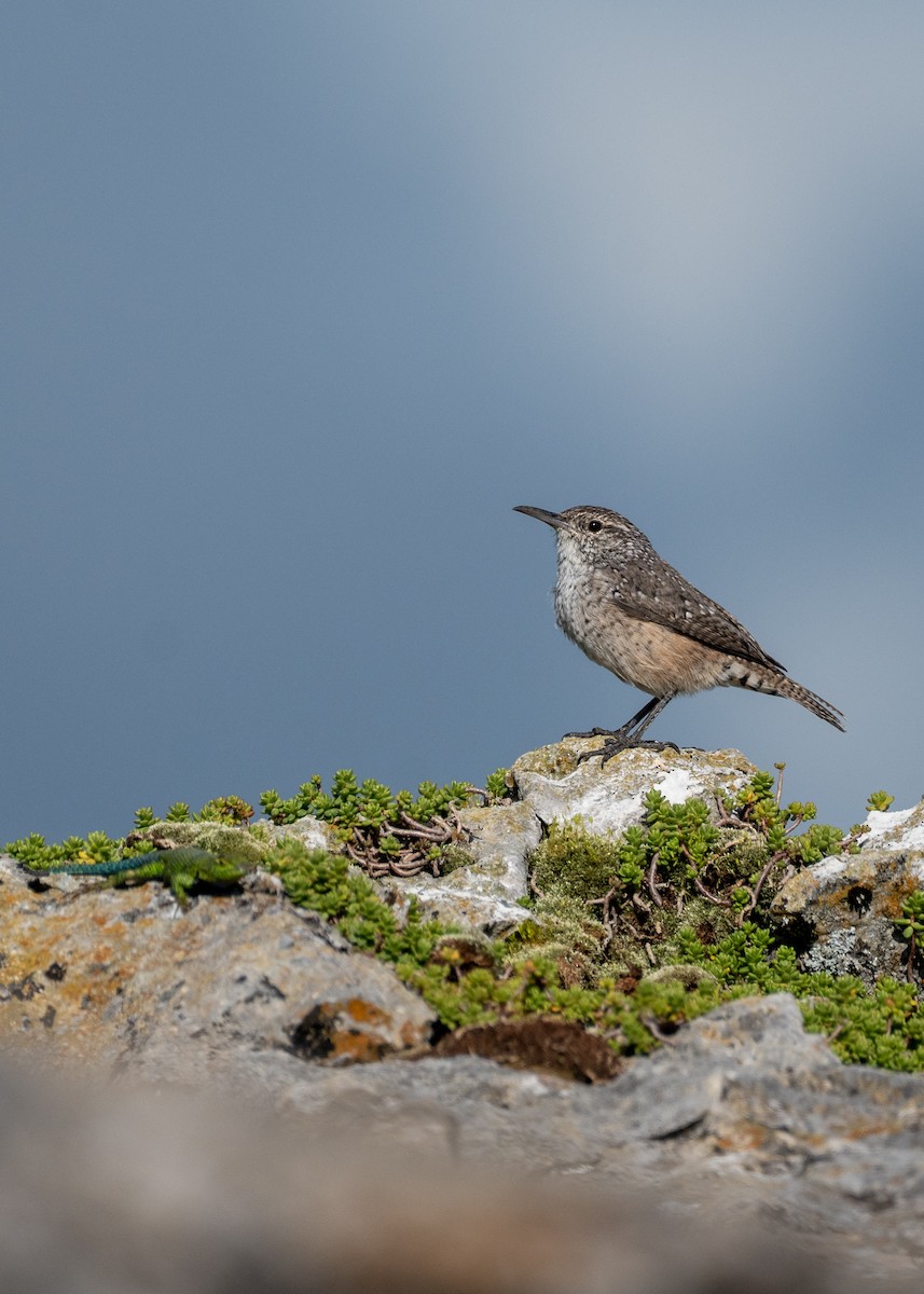 Rock Wren - ML643287373