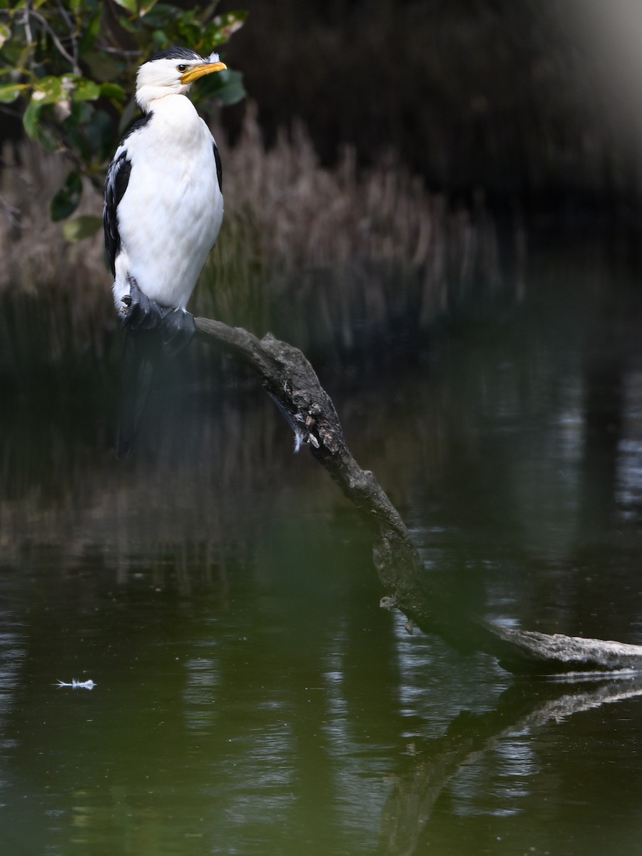 Little Pied Cormorant - ML643287377