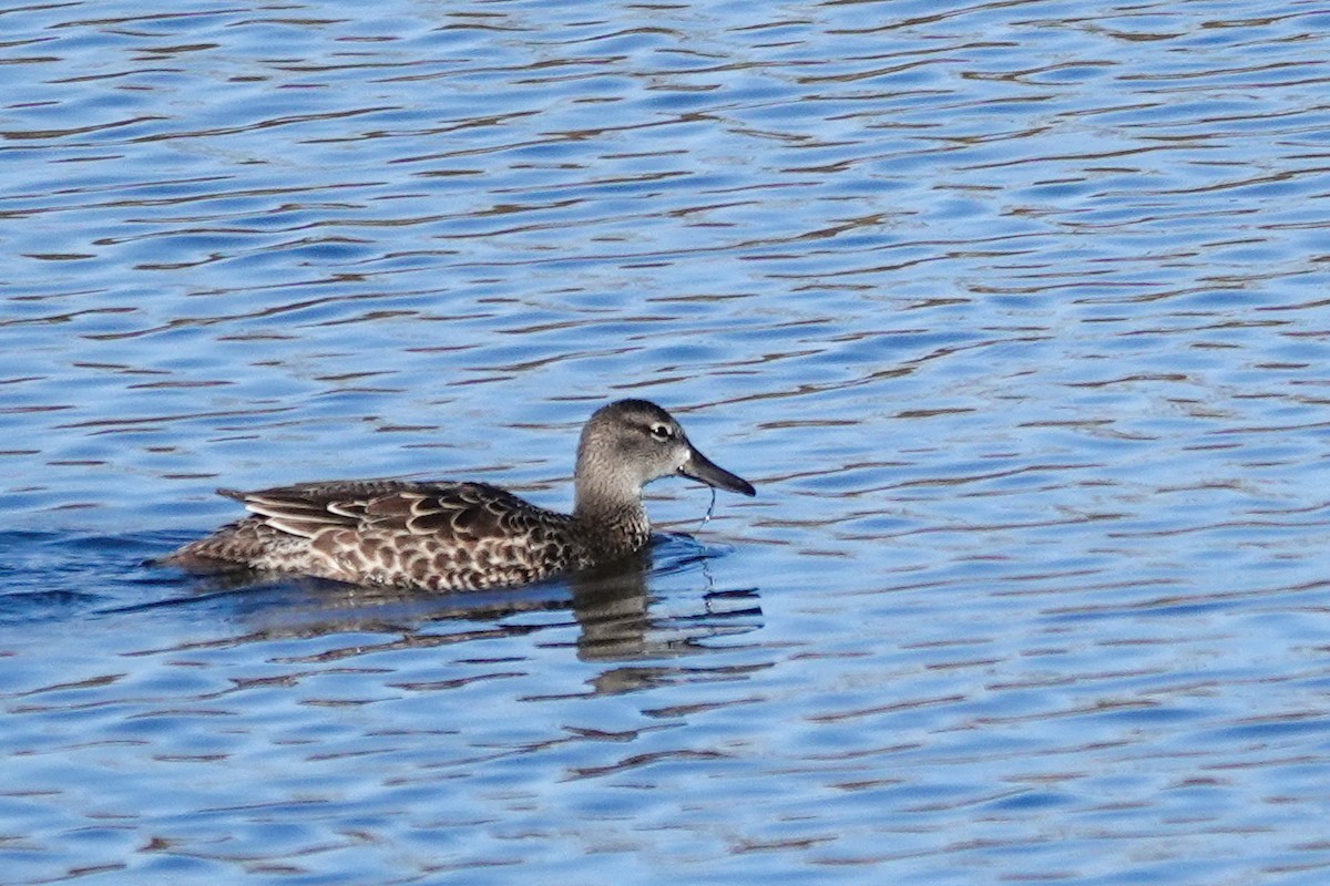 Blue-winged Teal - ML643287443