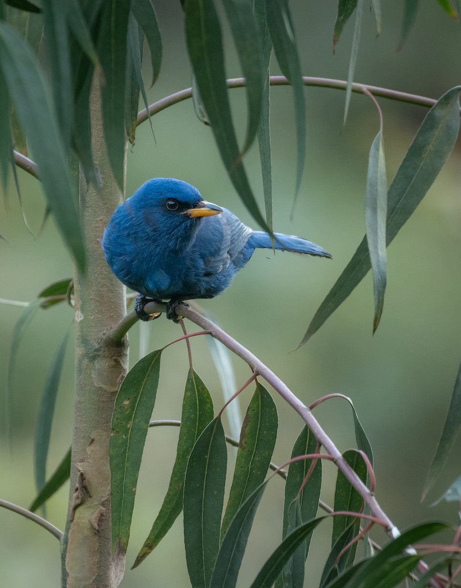 Сойка однобарвна - ML643287445