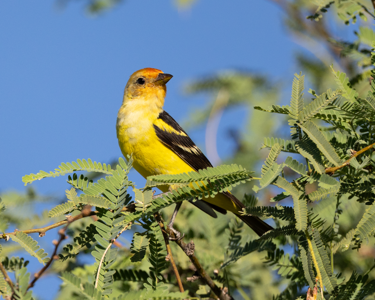 Western Tanager - ML643287473